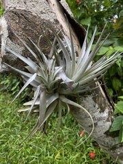 Tillandsia gardneri