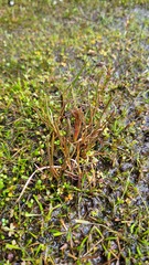 Carex rubicunda