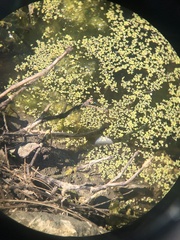 Ischnura cervula