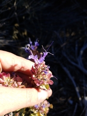 Salvia pachyphylla