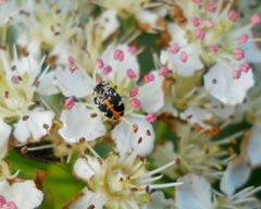 Anthrenus scrophulariae