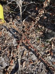 Chrysopsis scabrella