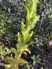 Chrysopsis scabrella
