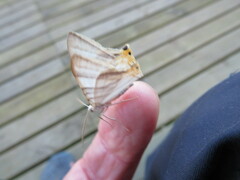 Phrygionis platinata