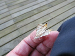 Phrygionis platinata