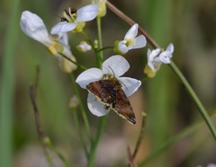 Panemeria tenebrata