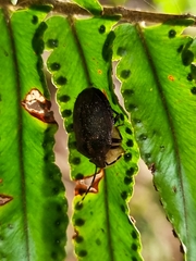 Antiteuchus