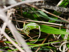 Pterostylis patens