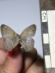 Pharneuptychia phares