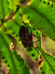 Antiteuchus