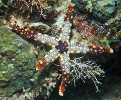 Fromia heffernani