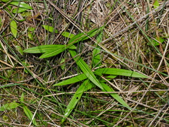 Pterostylis patens