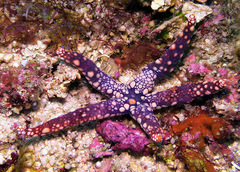 Fromia heffernani