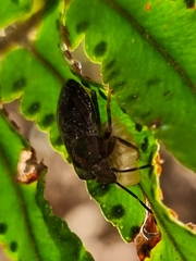 Antiteuchus