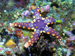Fromia heffernani