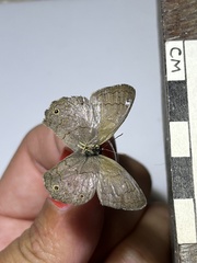 Pharneuptychia phares