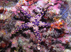 Fromia heffernani