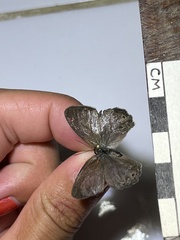 Pharneuptychia phares