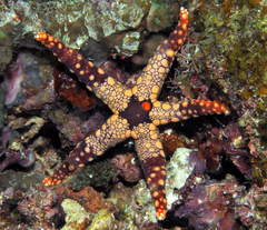 Fromia heffernani