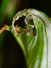 Pterostylis patens