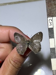 Pharneuptychia phares