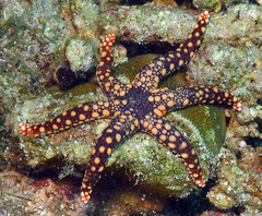 Fromia heffernani
