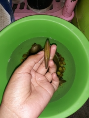 Pilsbryoconcha exilis