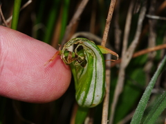 Pterostylis patens