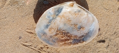 Mactra stultorum