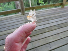 Phrygionis platinata