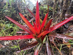Guzmania nidularioides
