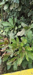 Ochnaceae