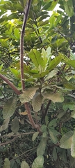 Ochnaceae
