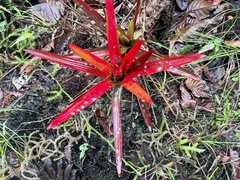 Guzmania nidularioides