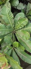 Ochnaceae