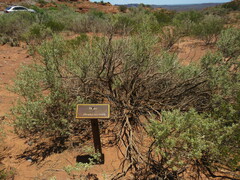 Atriplex lithophila