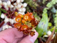 Elleanthus aurantiacus