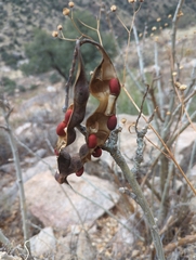 Erythrina flabelliformis
