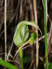 Pterostylis patens