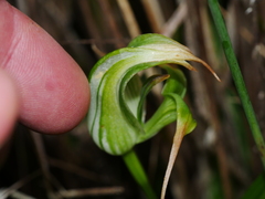 Pterostylis patens