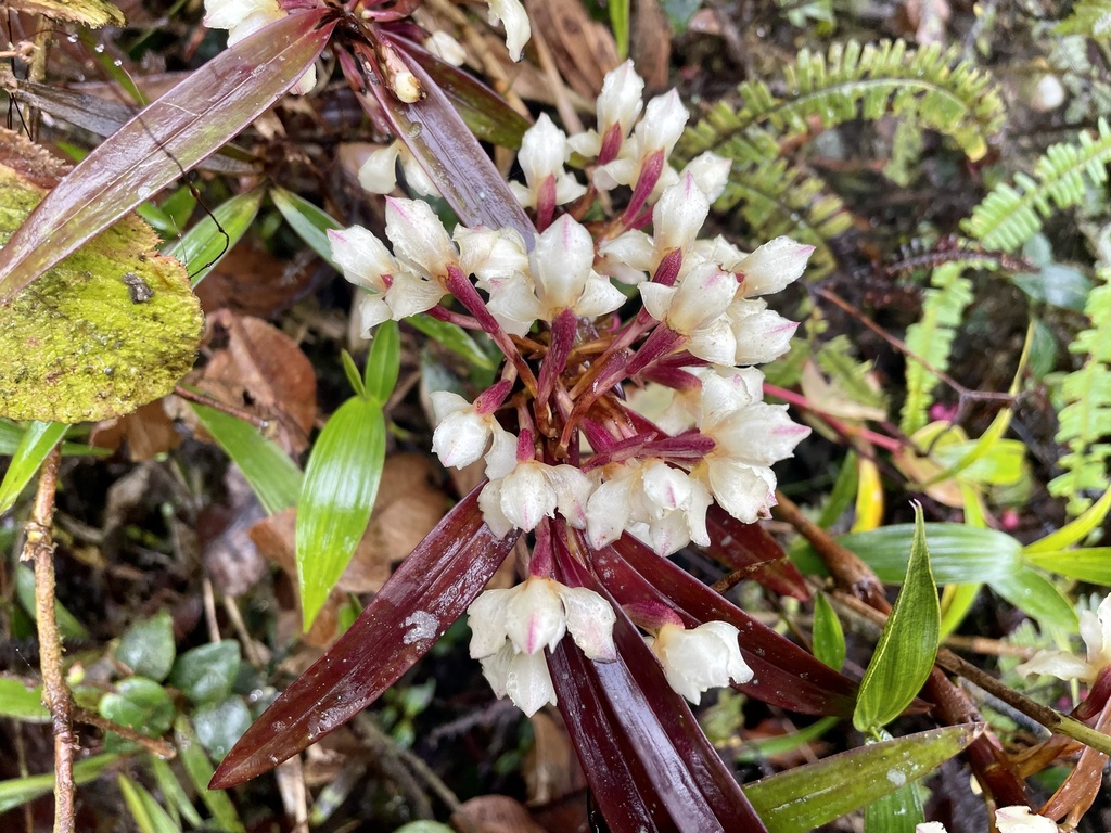 Maxillaria embreei