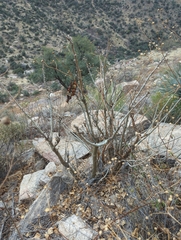 Erythrina flabelliformis