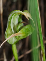 Pterostylis patens
