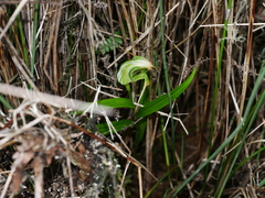 Pterostylis patens