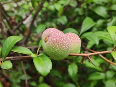 Chaenomeles japonica