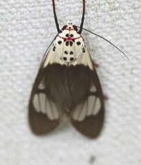 Amerila crokeri