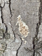 Lymantria dispar