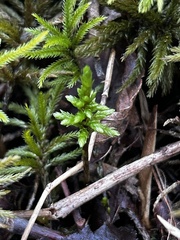 Climacium dendroides