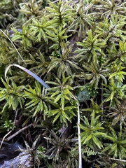 Climacium dendroides