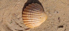 Acanthocardia tuberculata